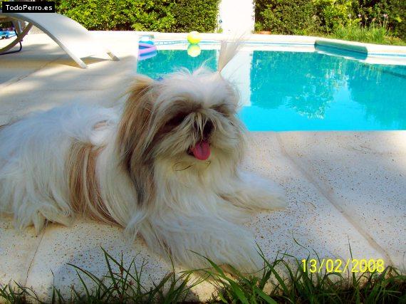 La foto del perro