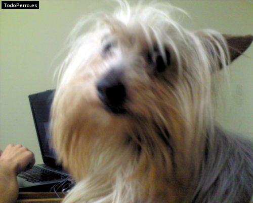 La foto del perro