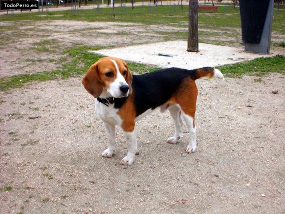 La foto del perro