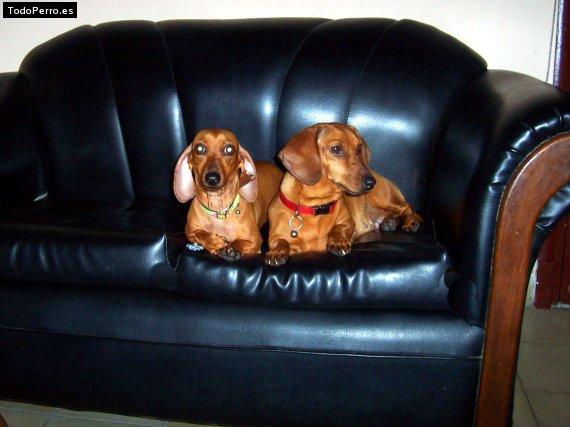 La foto del perro