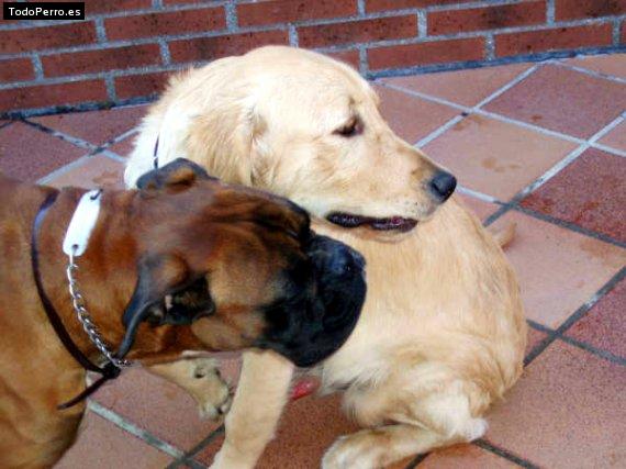 La foto del perro
