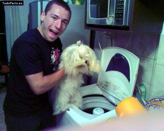 La foto del perro