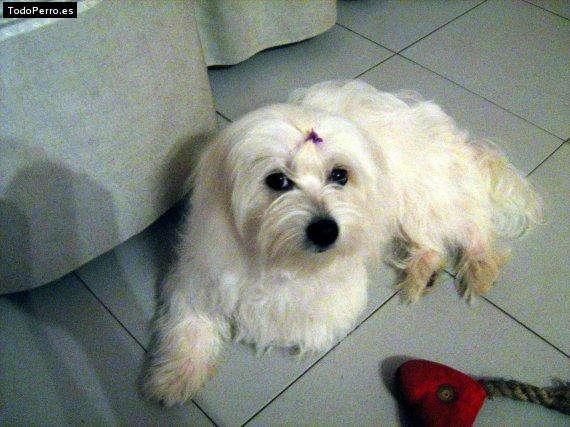 La foto del perro