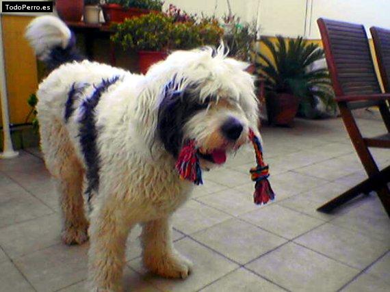 Foto del perro Bilbo