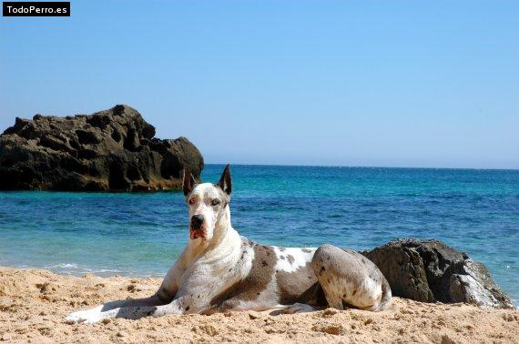La foto del perro