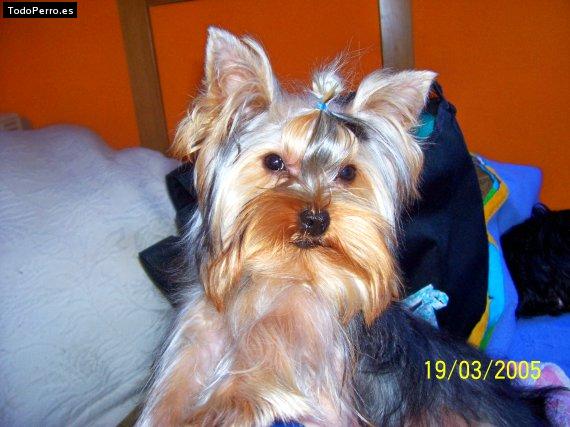 La foto del perro