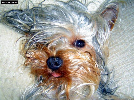 La foto del perro