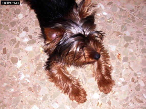 La foto del perro