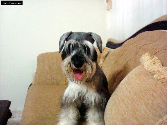 La foto del perro