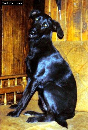 Foto del perro Tonka