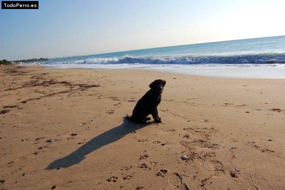 La foto del perro