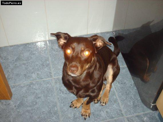La foto del perro