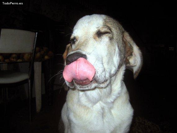La foto del perro