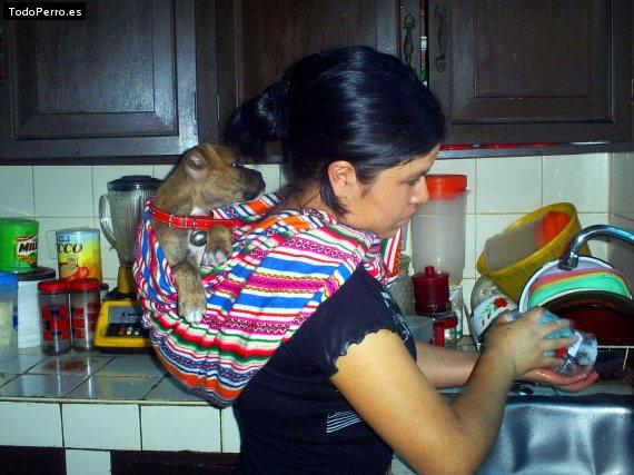 La foto del perro