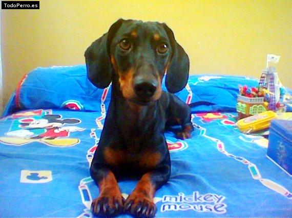La foto del perro