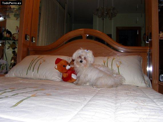 La foto del perro