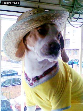 La foto del perro