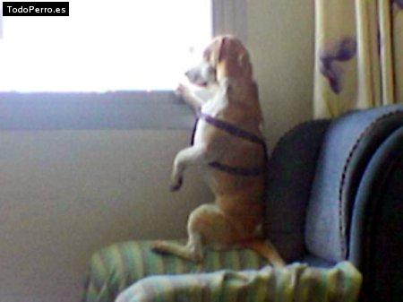 La foto del perro