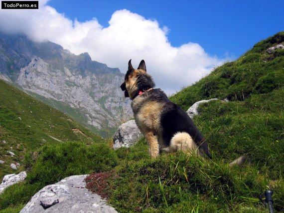 La foto del perro