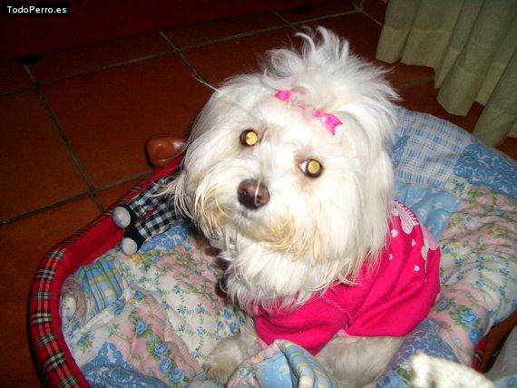 La foto del perro