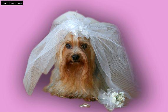 La foto del perro