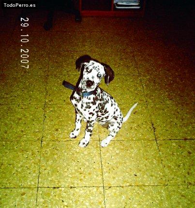 La foto del perro