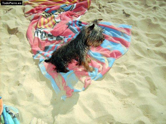 La foto del perro