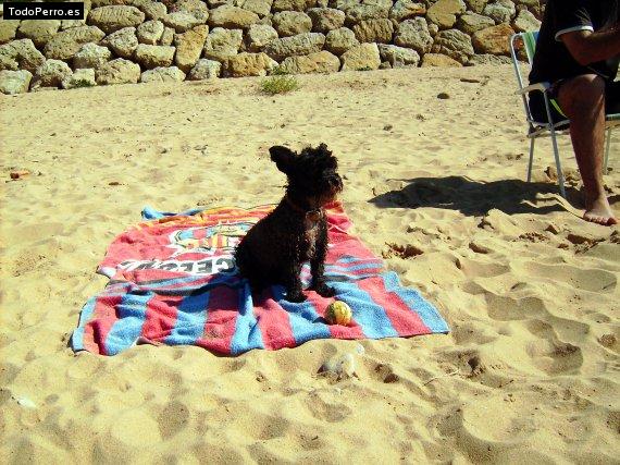 La foto del perro