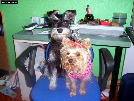 La foto del perro