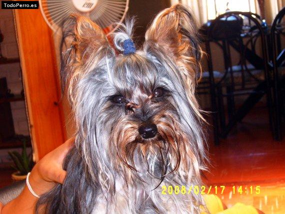 La foto del perro