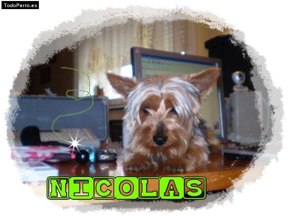 La foto del perro