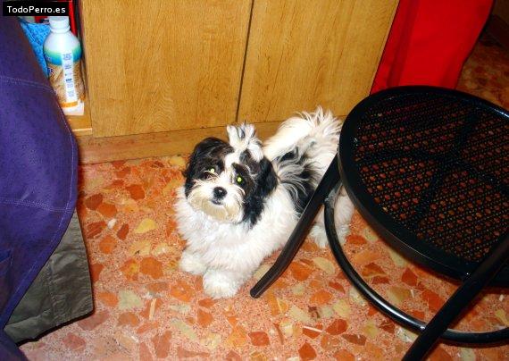 La foto del perro