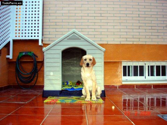 La foto del perro