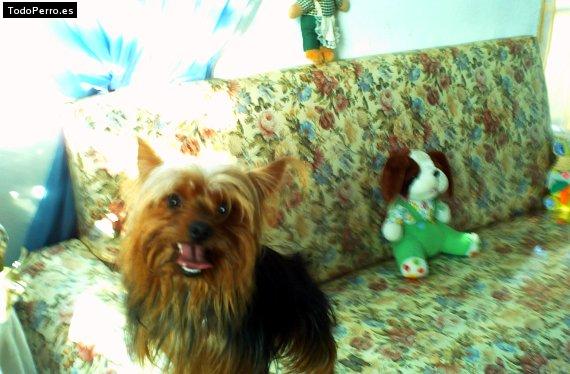 La foto del perro