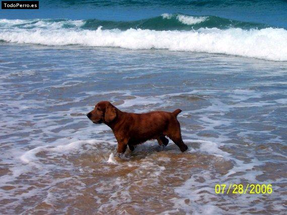La foto del perro
