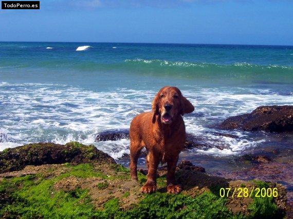 La foto del perro