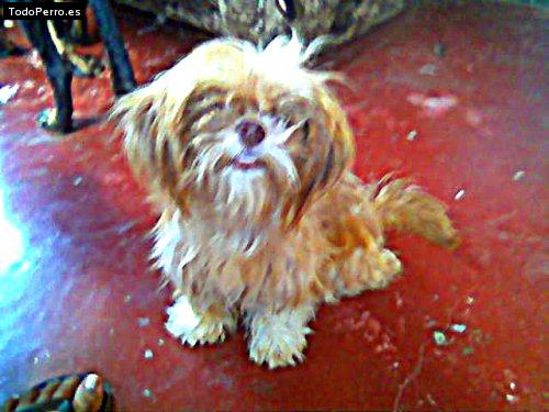 Foto del perro Roxy