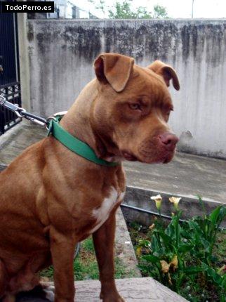 Foto del perro Rhesus