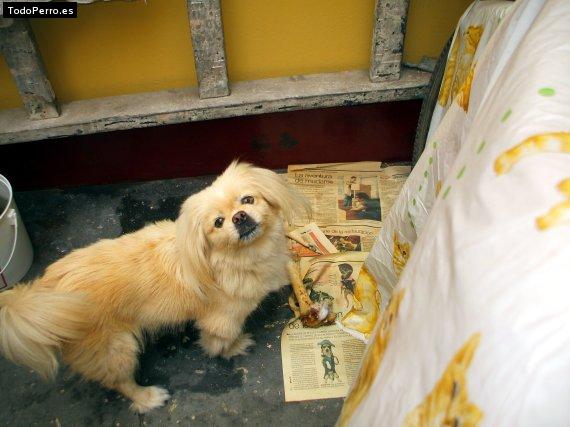 Foto del perro Mimi