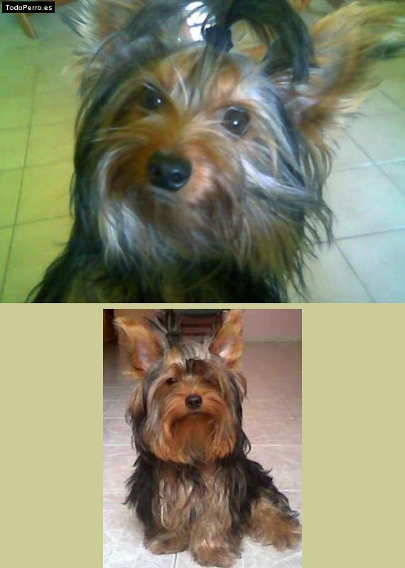 La foto del perro