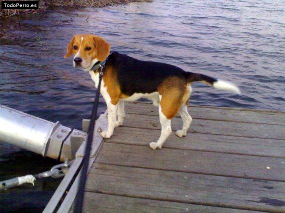La foto del perro