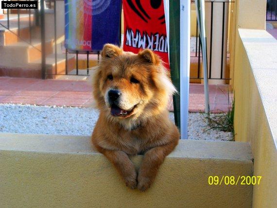 La foto del perro