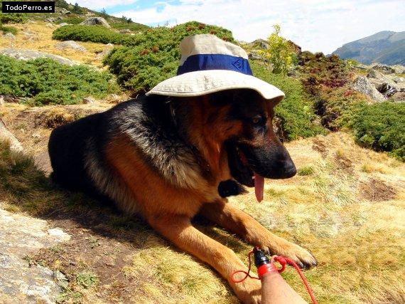 La foto del perro