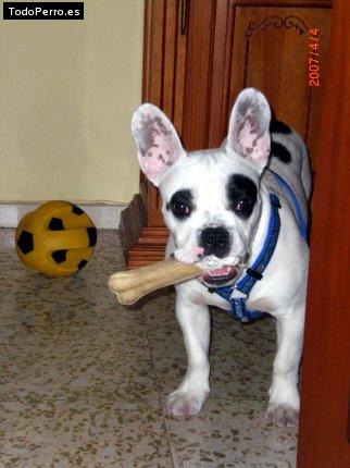 La foto del perro