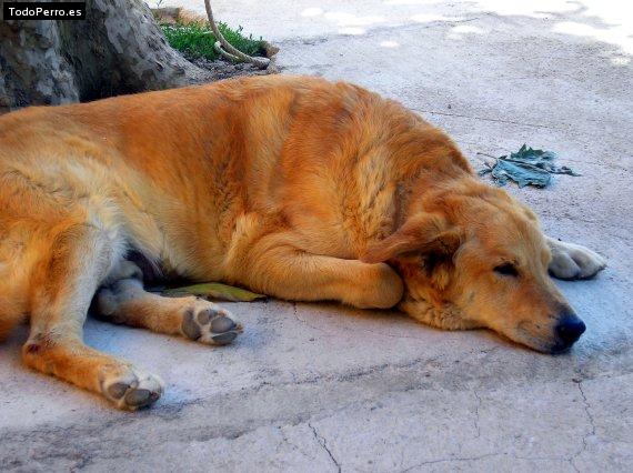 La foto del perro