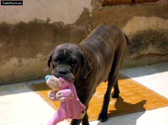 La foto del perro