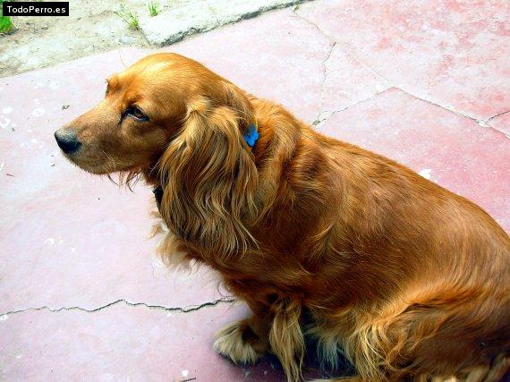 La foto del perro