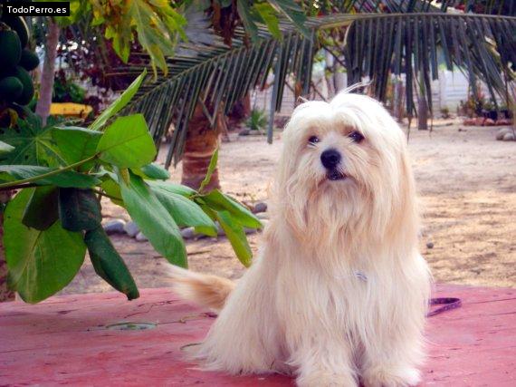 La foto del perro