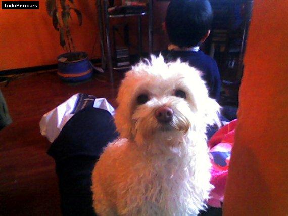 La foto del perro