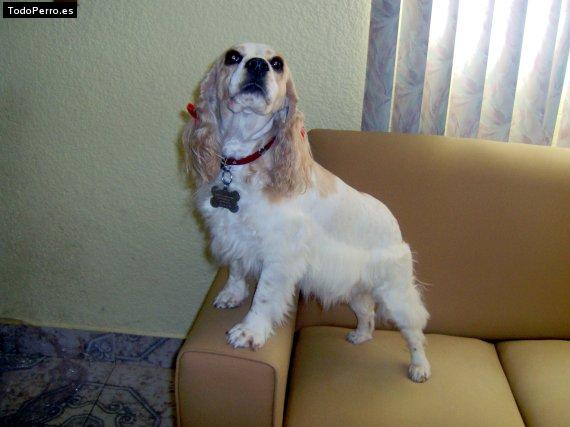 La foto del perro